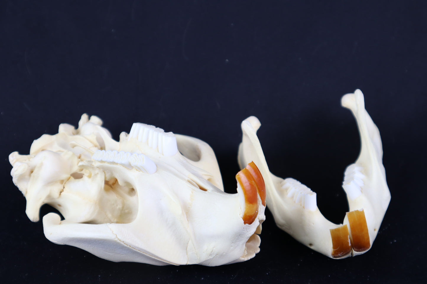 Beaver Skull