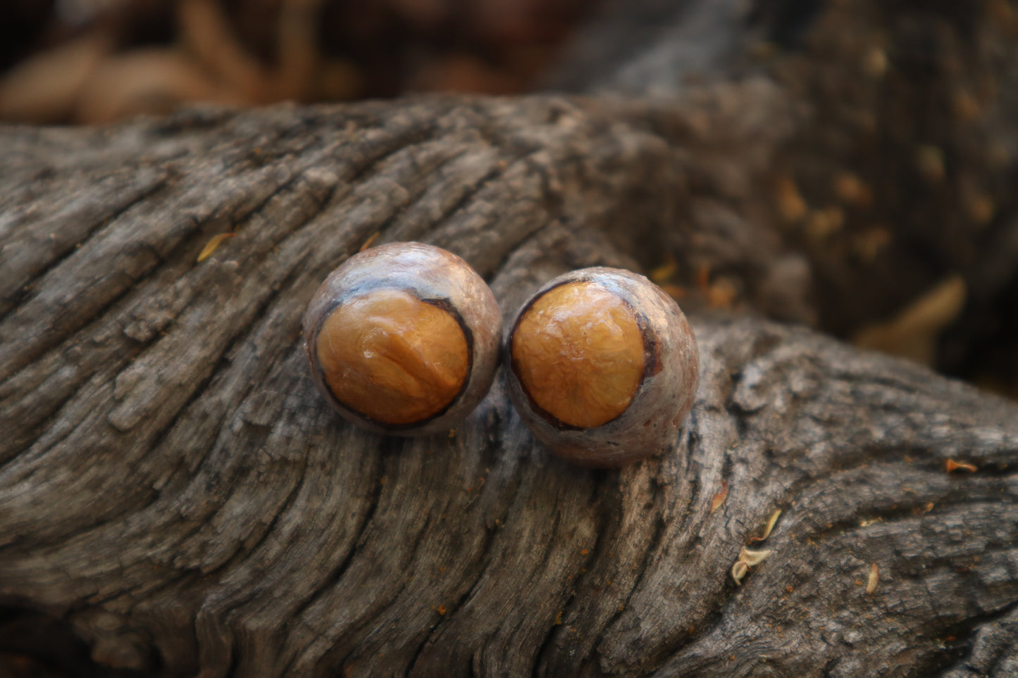 Dry Preserved Bobcat Eyeballs