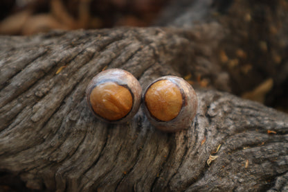 Dry Preserved Bobcat Eyeballs