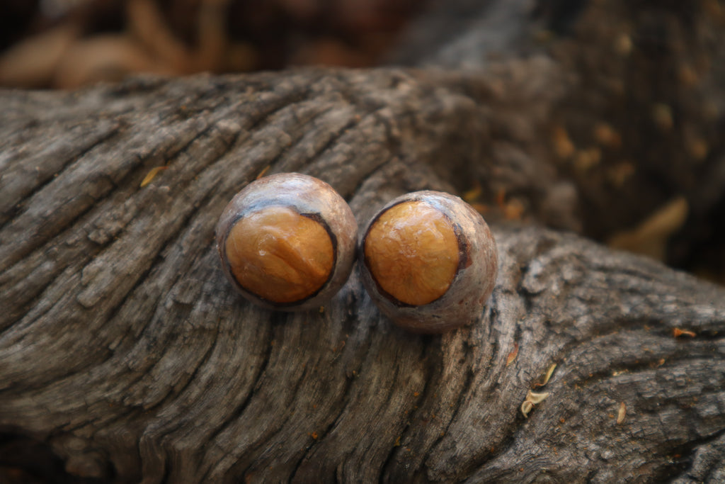 Dry Preserved Bobcat Eyeballs