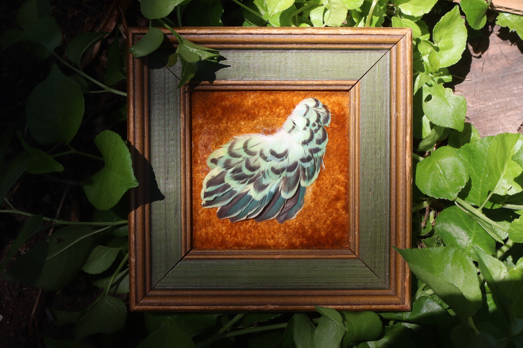 Framed Parakeet Plumage
