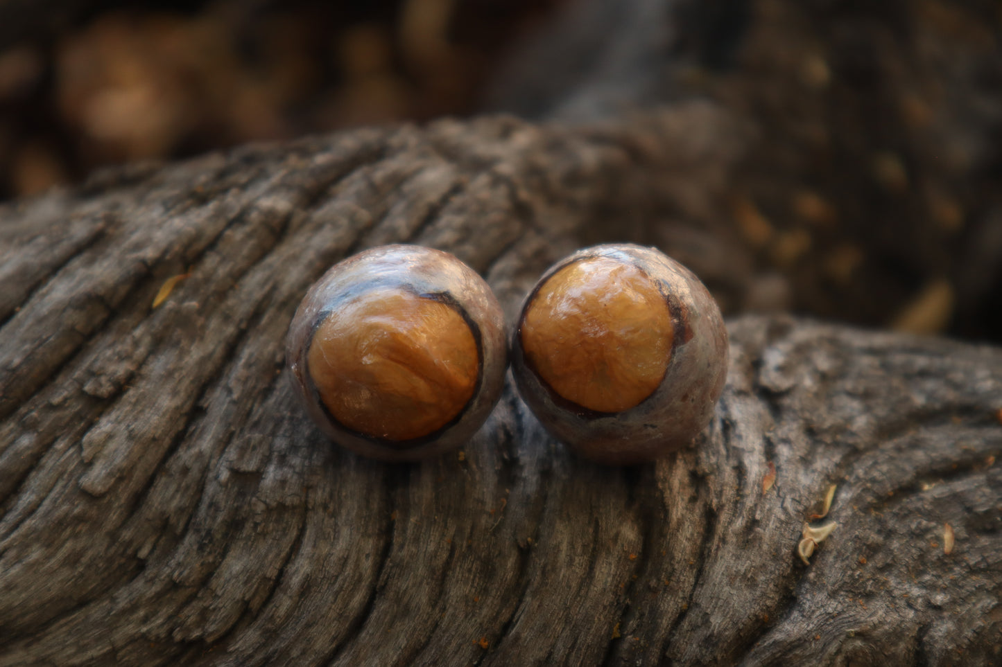 Dry Preserved Bobcat Eyeballs