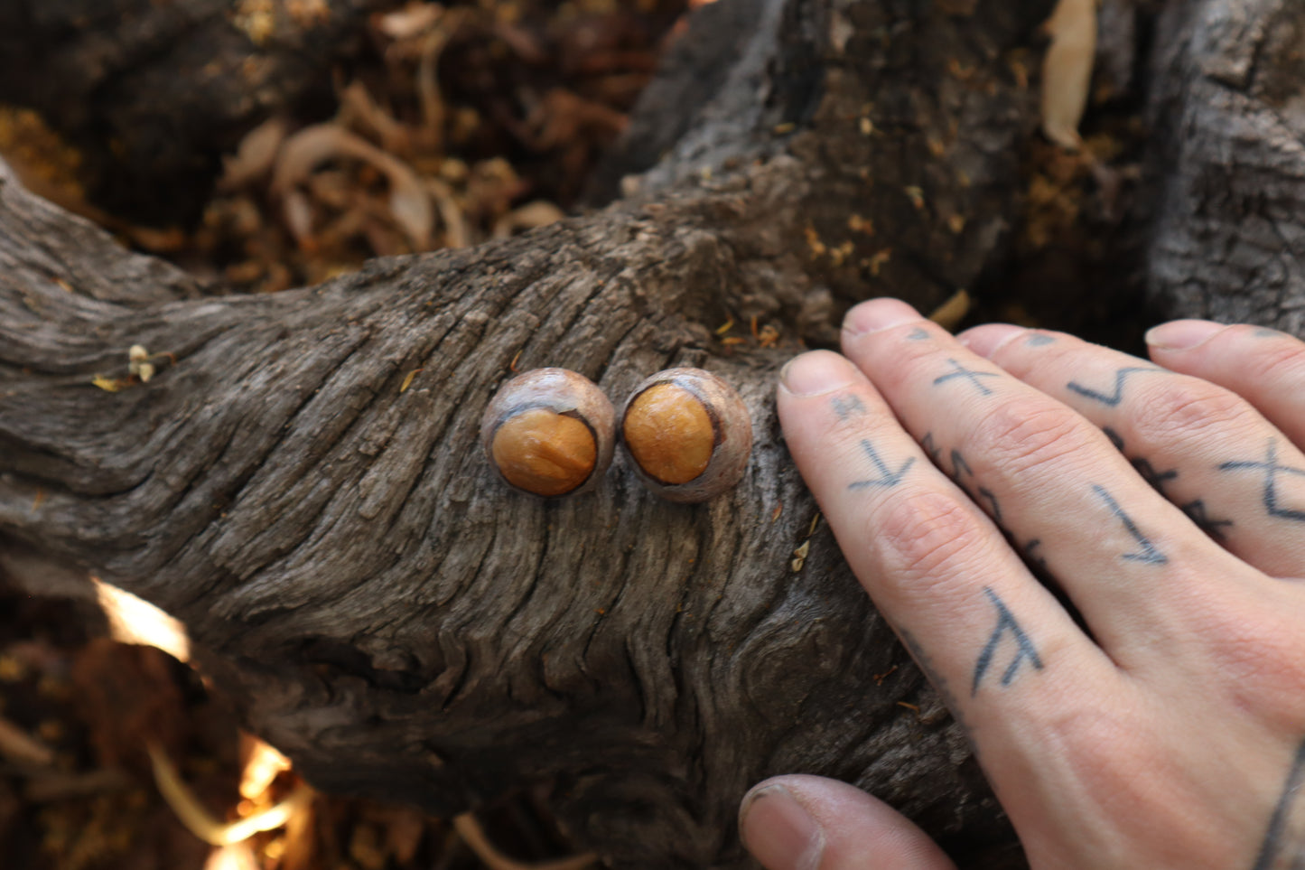 Dry Preserved Bobcat Eyeballs