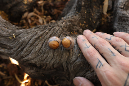 Dry Preserved Bobcat Eyeballs