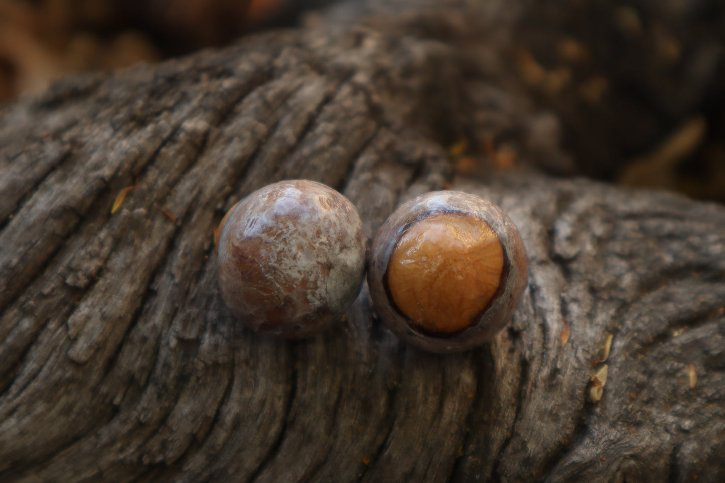 Dry Preserved Bobcat Eyeballs