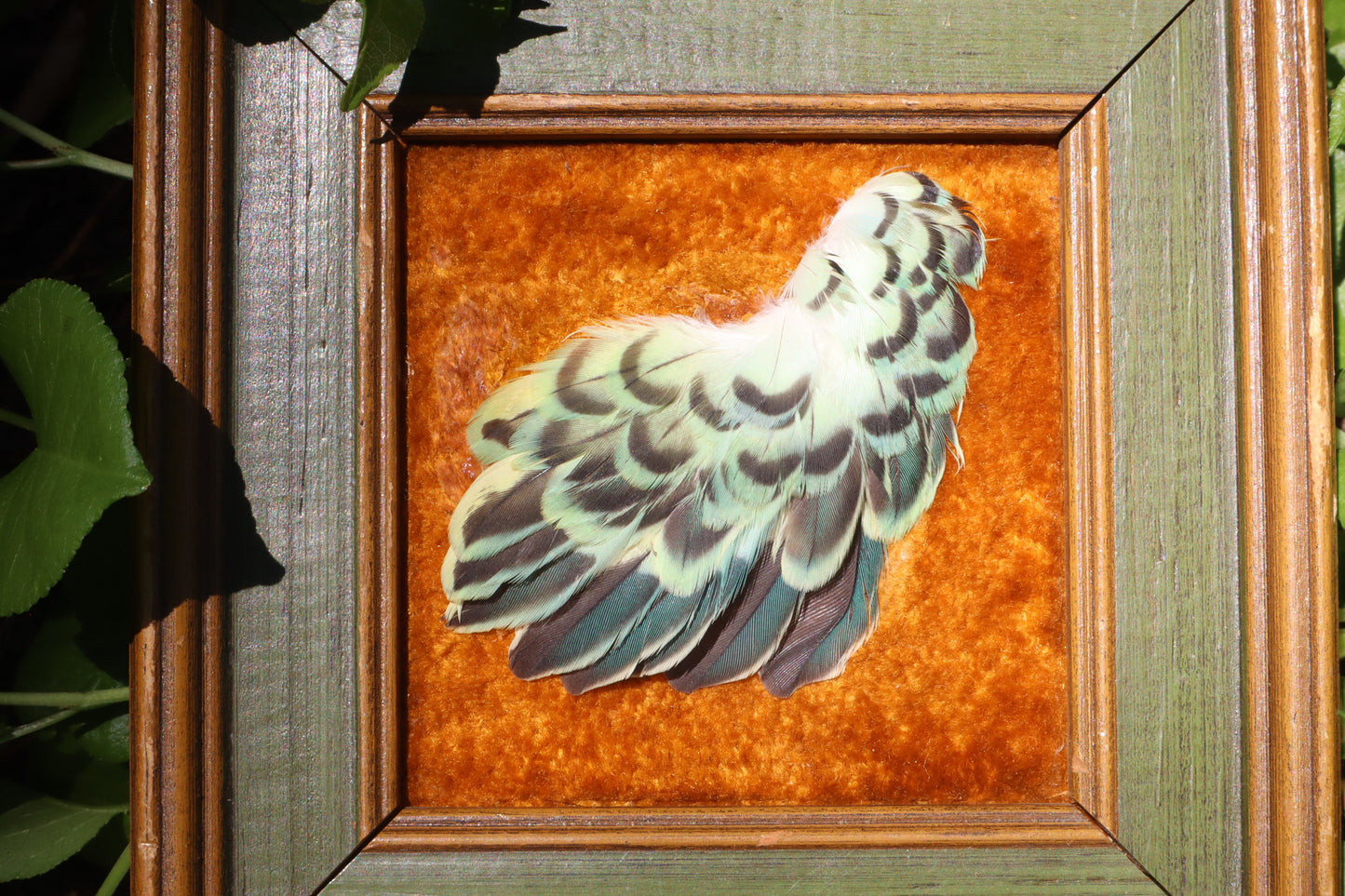 Framed Parakeet Plumage