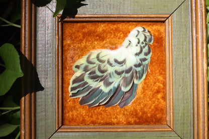Framed Parakeet Plumage