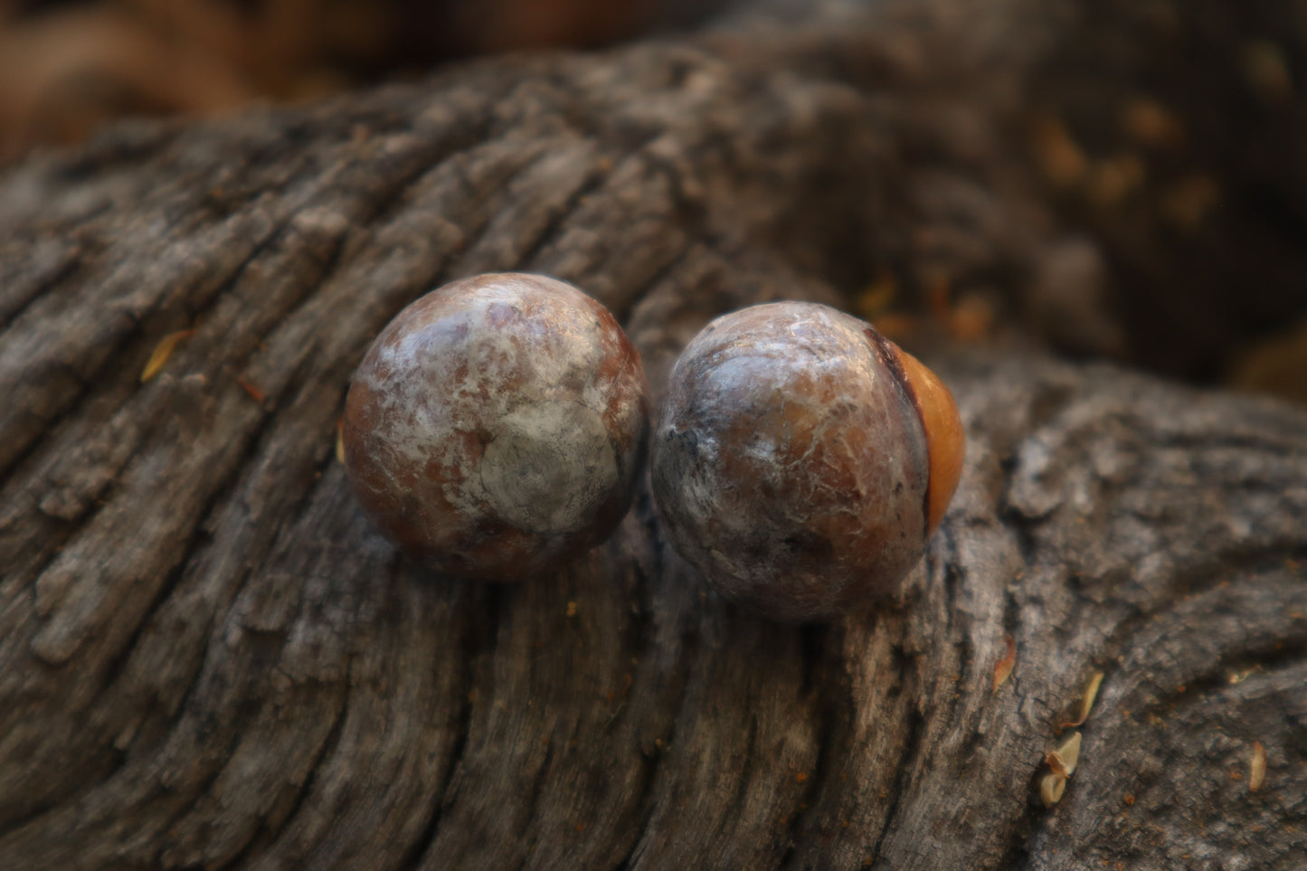 Dry Preserved Bobcat Eyeballs