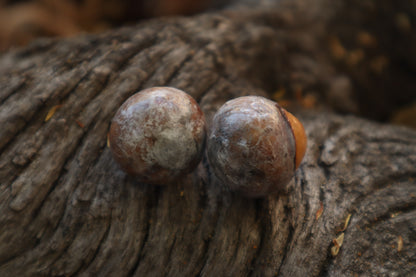 Dry Preserved Bobcat Eyeballs