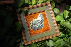 Framed Parakeet Plumage