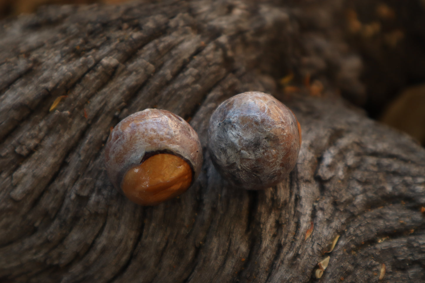 Dry Preserved Bobcat Eyeballs