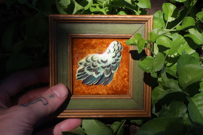 Framed Parakeet Plumage