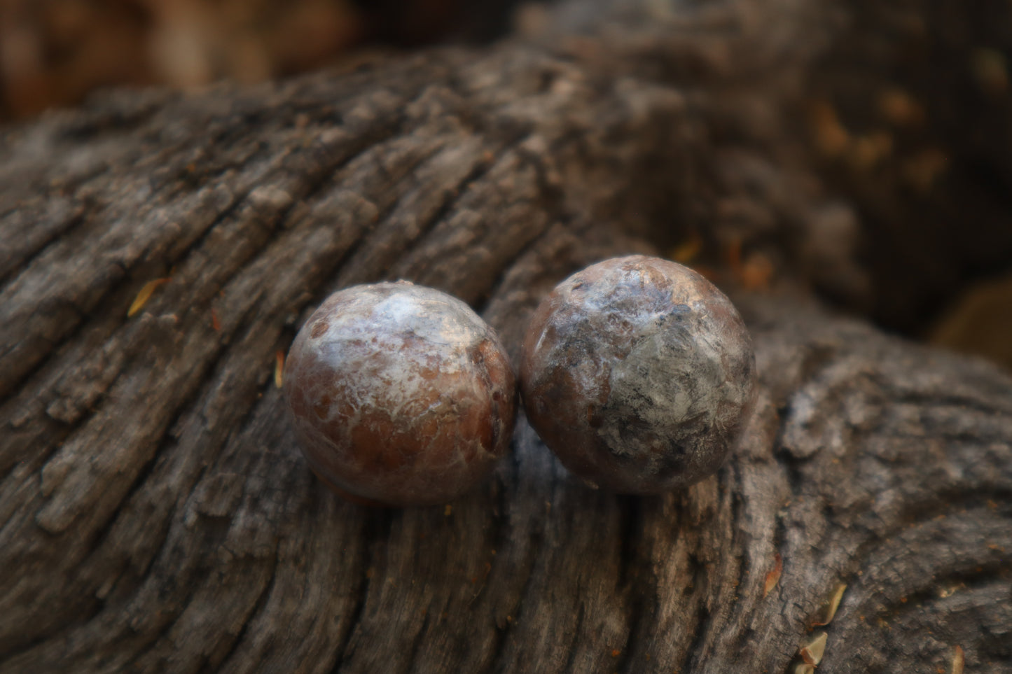 Dry Preserved Bobcat Eyeballs