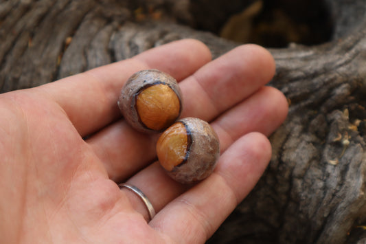 Dry Preserved Bobcat Eyeballs