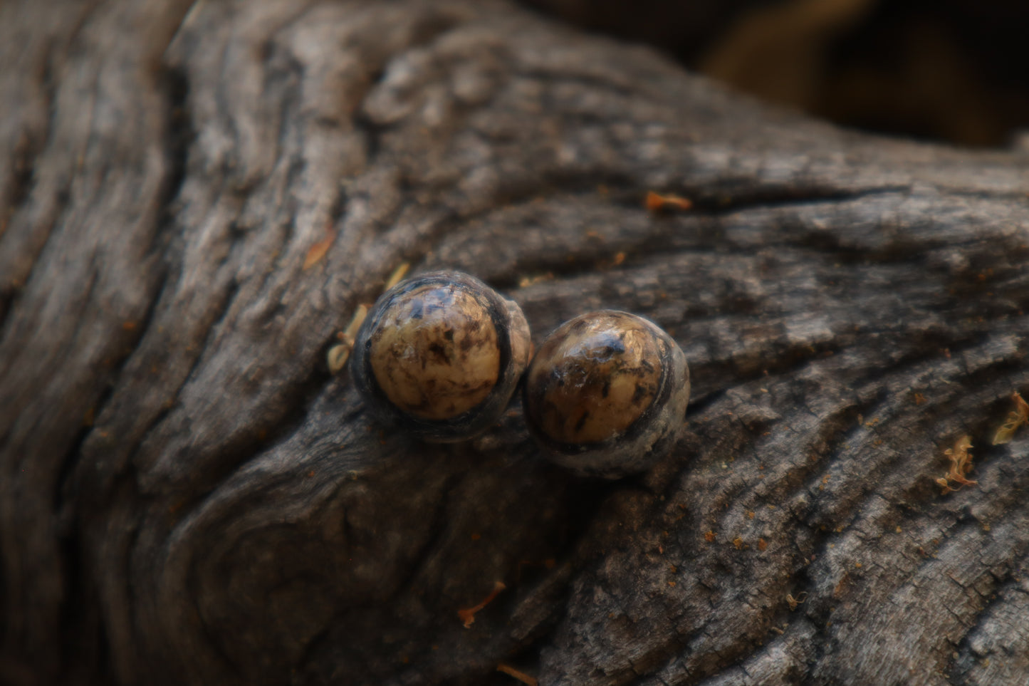 Dry Preserved Raccoon Eyeballs