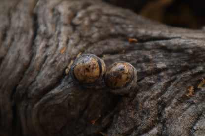Dry Preserved Raccoon Eyeballs