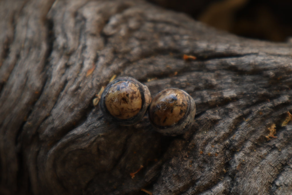 Dry Preserved Raccoon Eyeballs