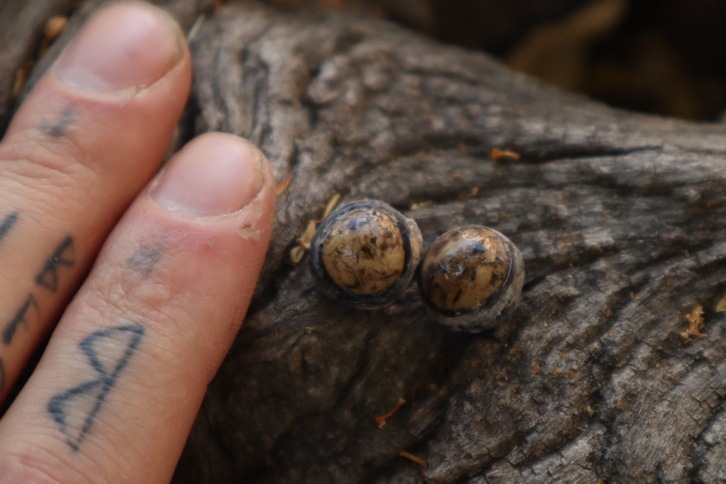 Dry Preserved Raccoon Eyeballs