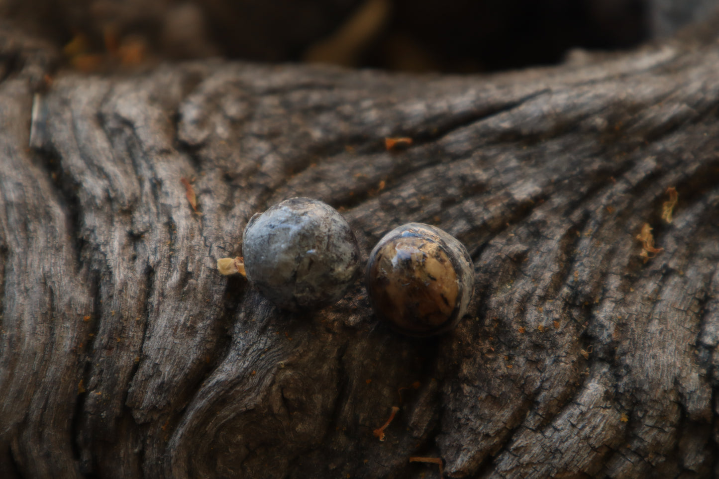 Dry Preserved Raccoon Eyeballs