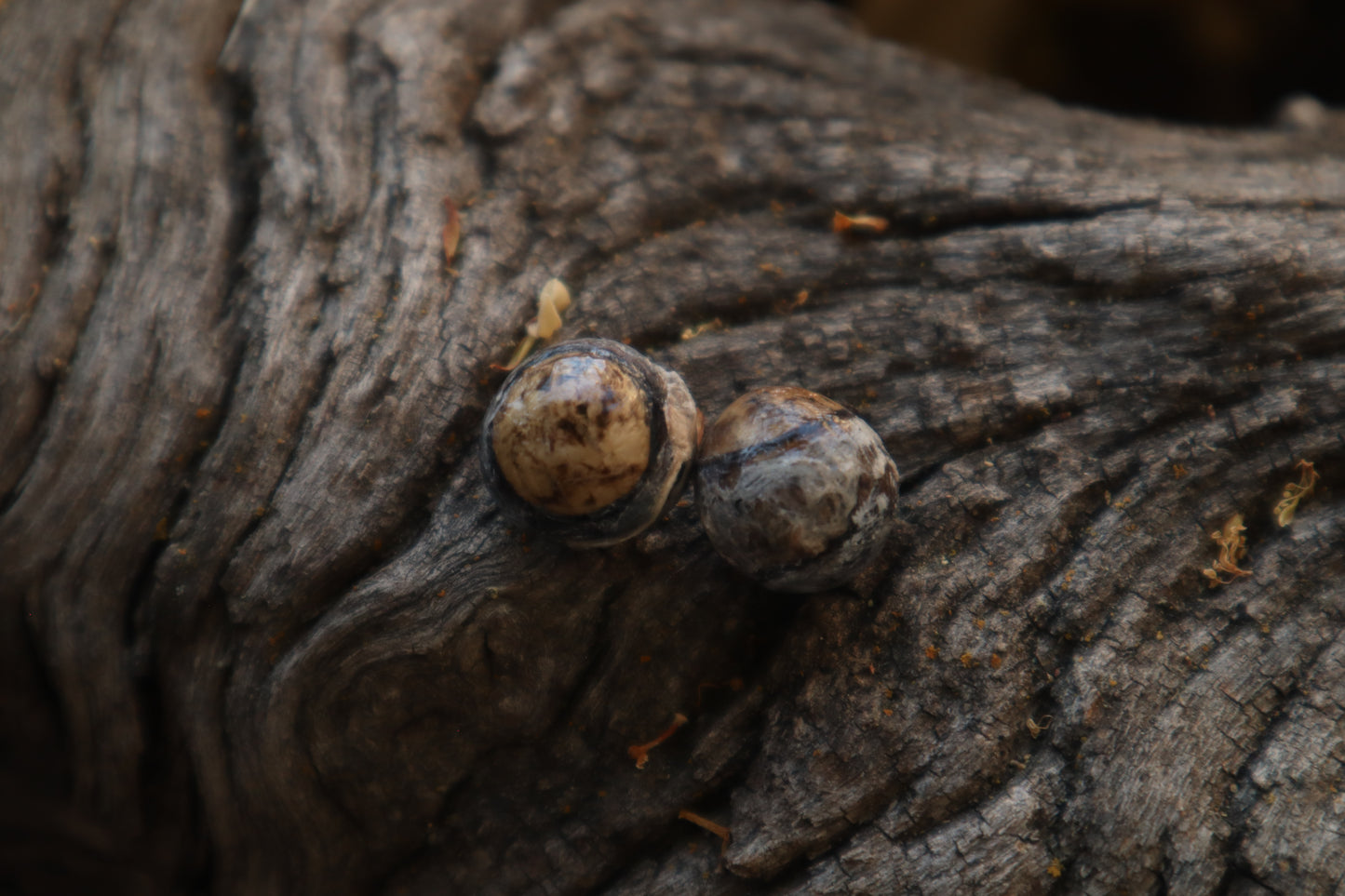Dry Preserved Raccoon Eyeballs