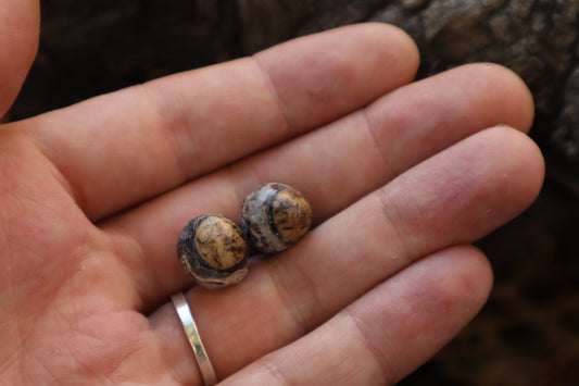 Dry Preserved Raccoon Eyeballs