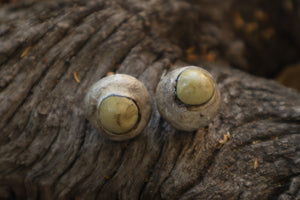 Dry Preserved Gray Wolf Eyeballs