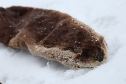River Otter Wall Hanger