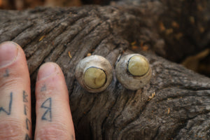 Dry Preserved Gray Wolf Eyeballs