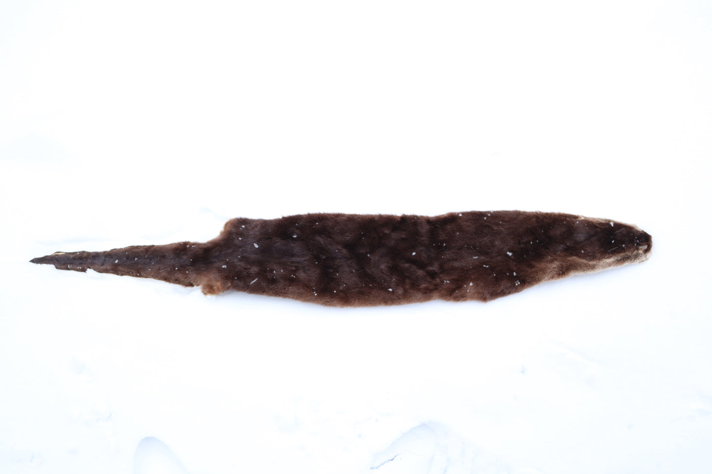River Otter Wall Hanger