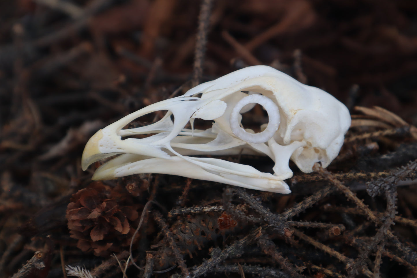 Chicken Skull with Sclerotic Rings