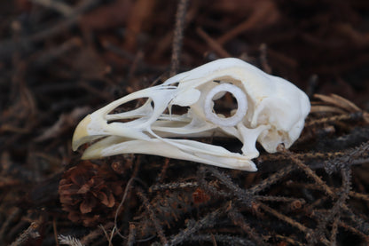 Chicken Skull with Sclerotic Rings