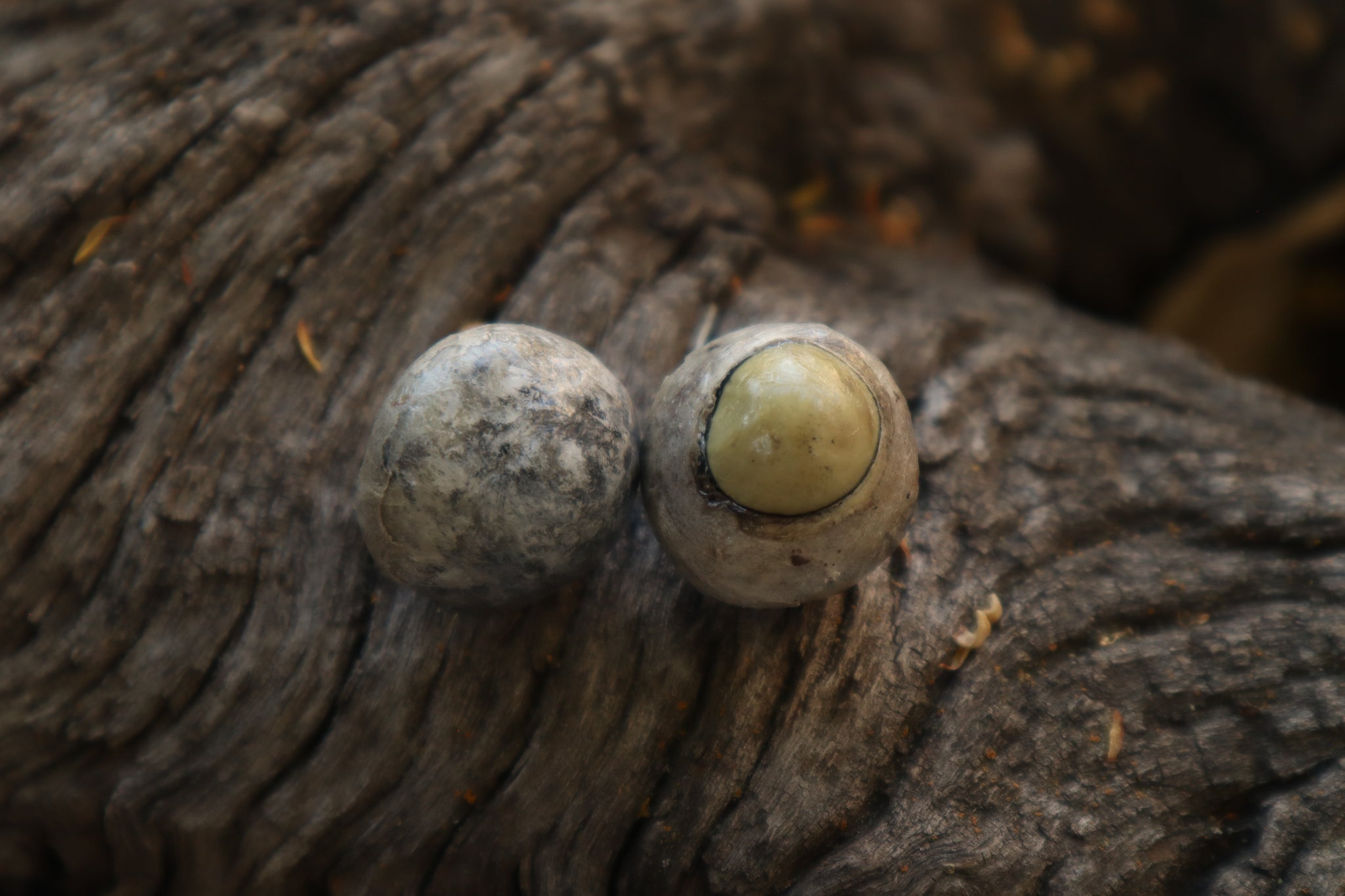 Dry Preserved Gray Wolf Eyeballs