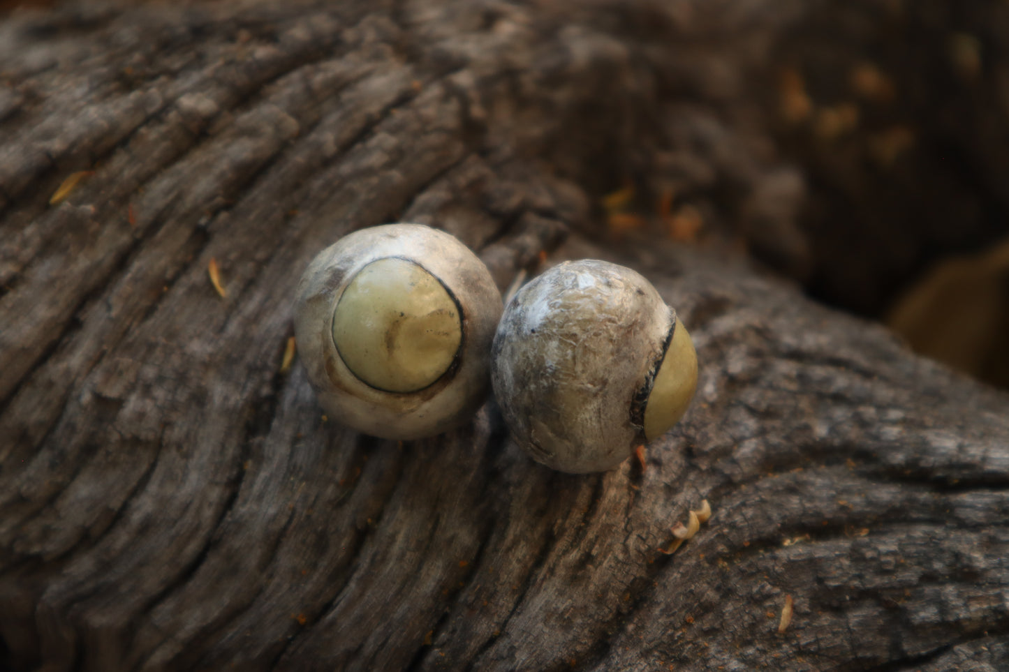 Dry Preserved Gray Wolf Eyeballs