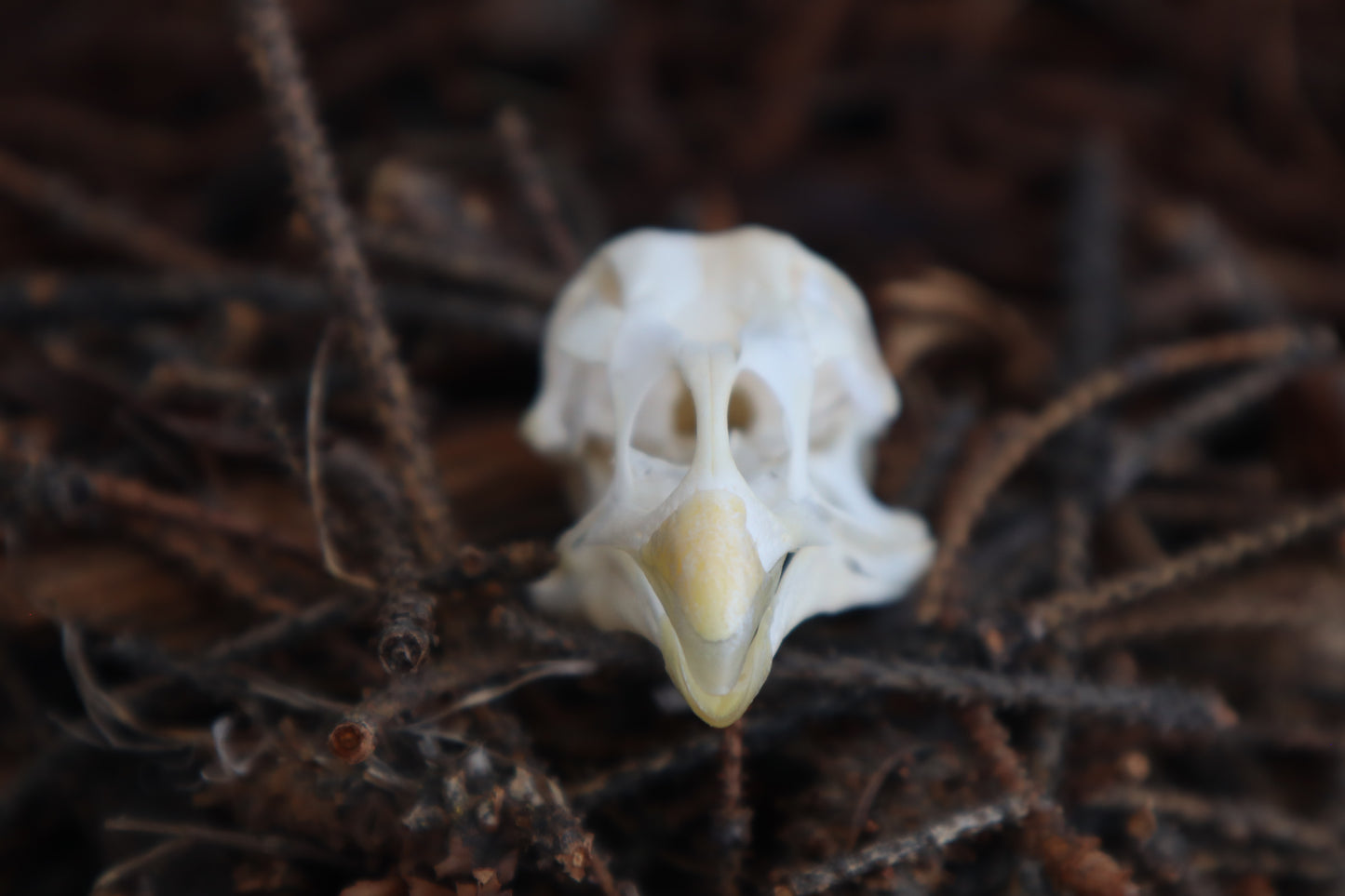 Chicken Skull with Sclerotic Rings