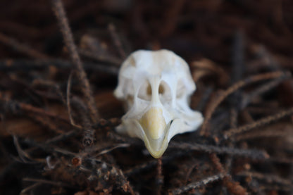 Chicken Skull with Sclerotic Rings