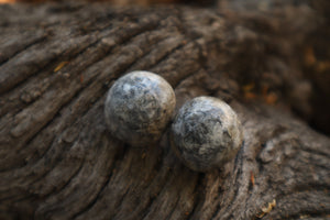 Dry Preserved Gray Wolf Eyeballs