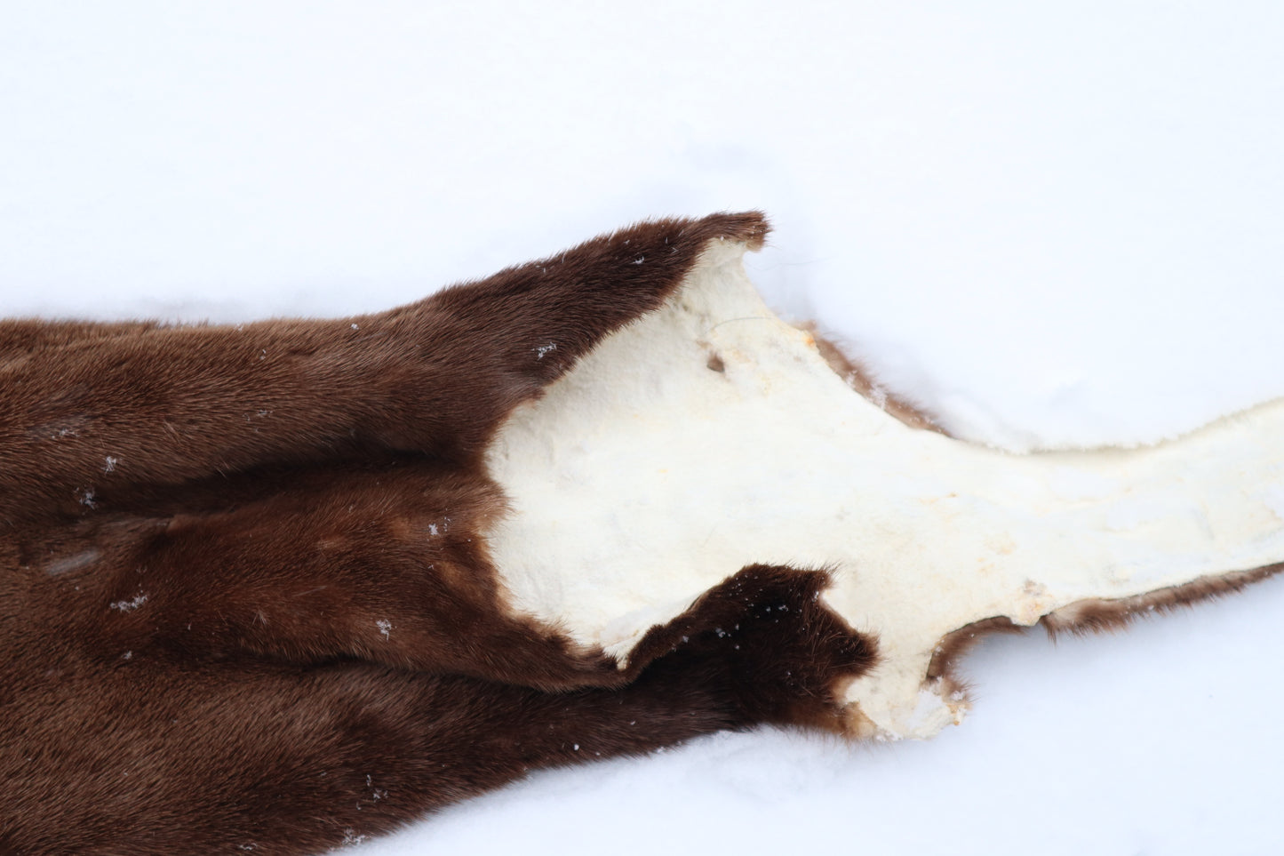 River Otter Wall Hanger