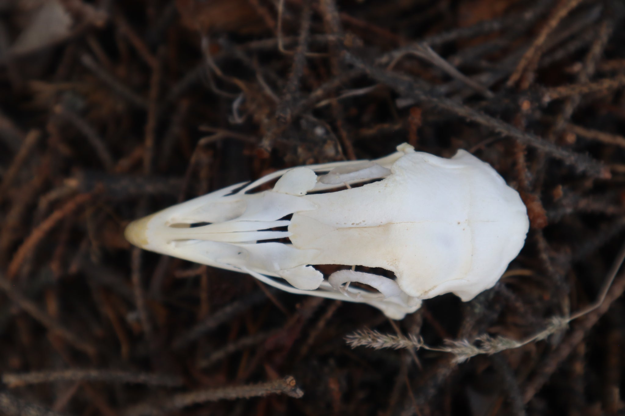 Chicken Skull with Sclerotic Rings