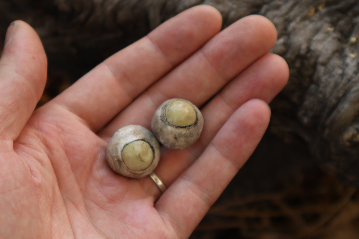 Dry Preserved Gray Wolf Eyeballs