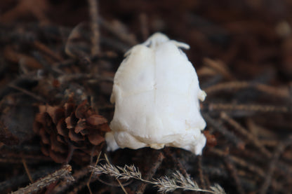 Chicken Skull with Sclerotic Rings
