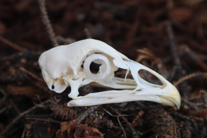 Chicken Skull with Sclerotic Rings