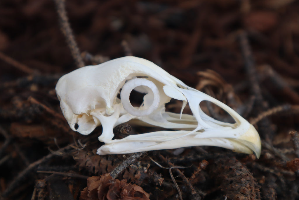 Chicken Skull with Sclerotic Rings