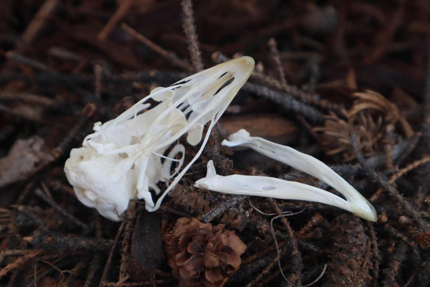 Chicken Skull with Sclerotic Rings