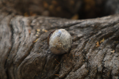 Dry Preserved Coyote Eyeball