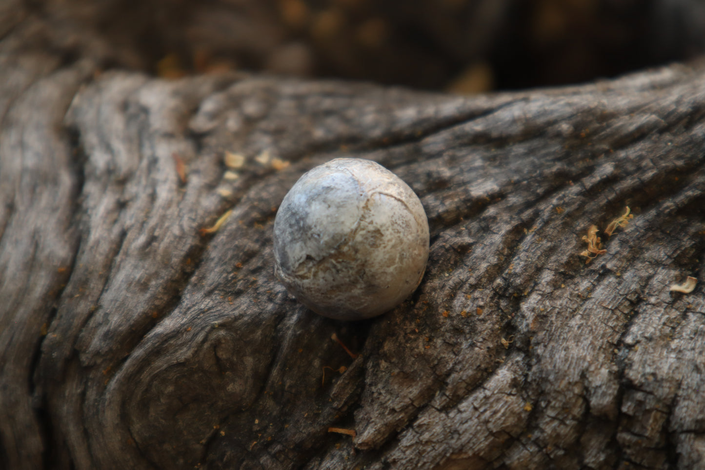 Dry Preserved Coyote Eyeball