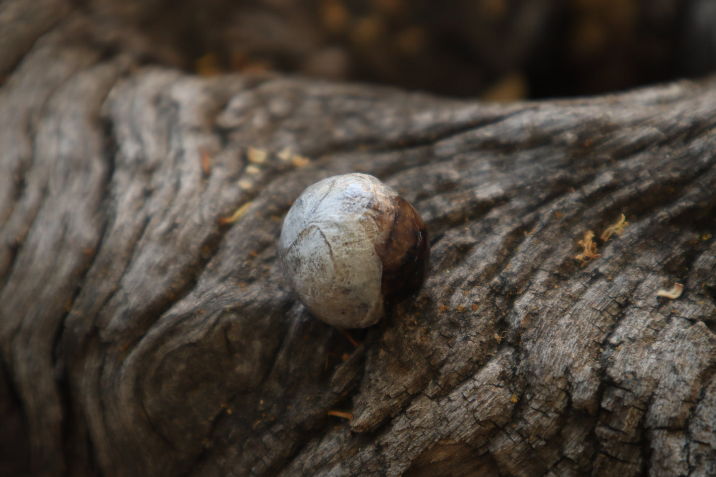 Dry Preserved Coyote Eyeball