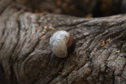 Dry Preserved Coyote Eyeball