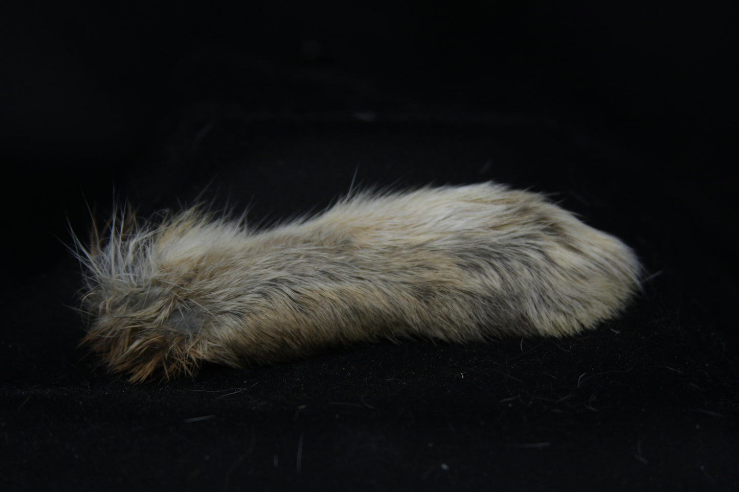 Cottontail Rabbit Feet