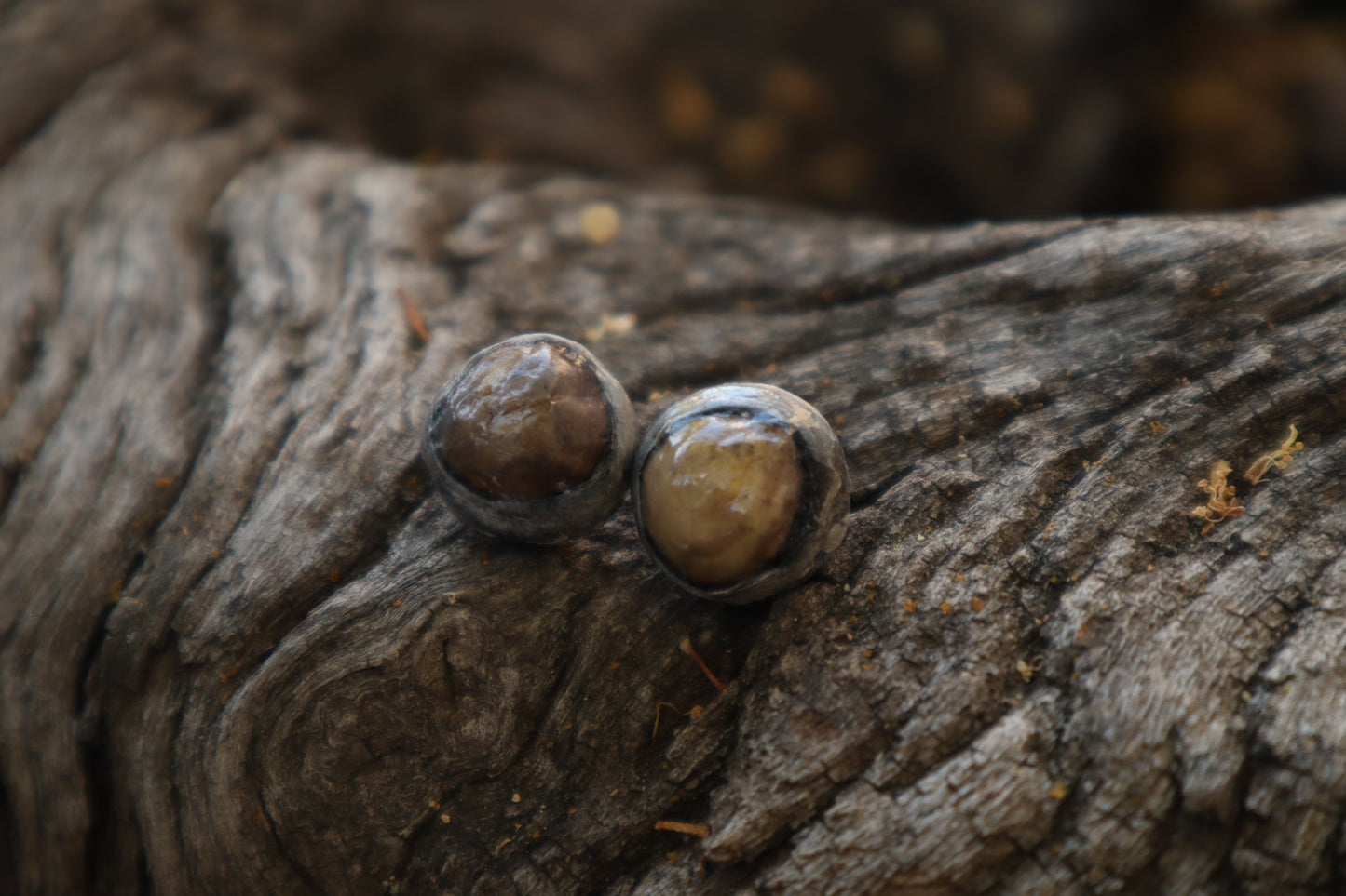 Dry Preserved Raccoon Eyeballs