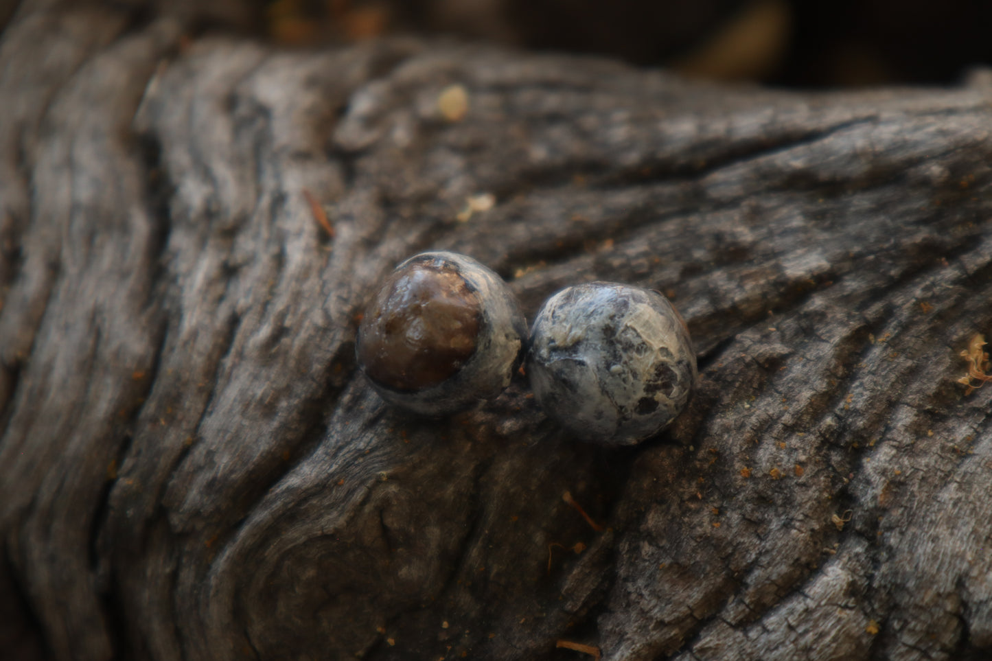 Dry Preserved Raccoon Eyeballs
